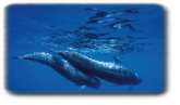 Ballenas